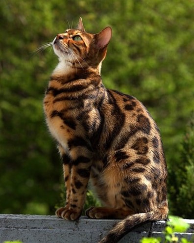 Bengal breed cat