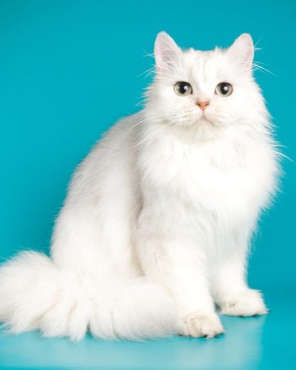 Persian breed cat