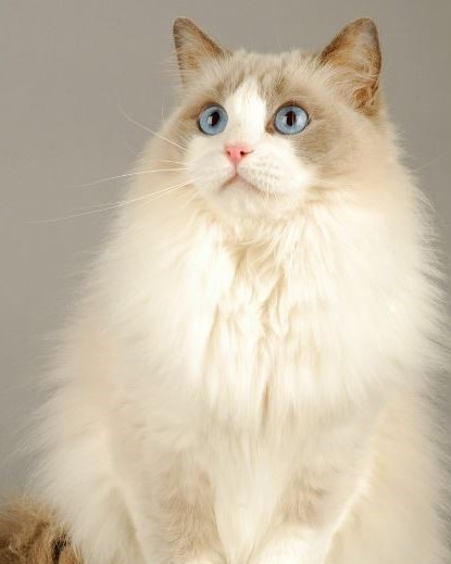 Ragdoll breed cat