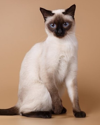 Siamese breed cat