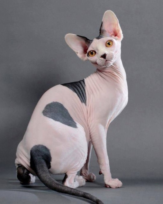 Sphynx breed cat